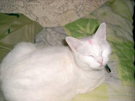 mon ti miaou!!!!